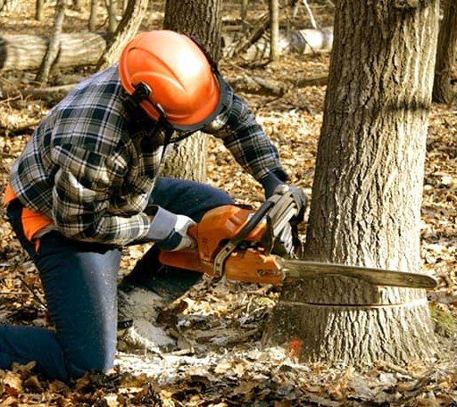 Tree Removal in Gillespie, IL